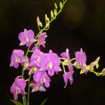 Dendrobium Tanida Pink Near Blooming